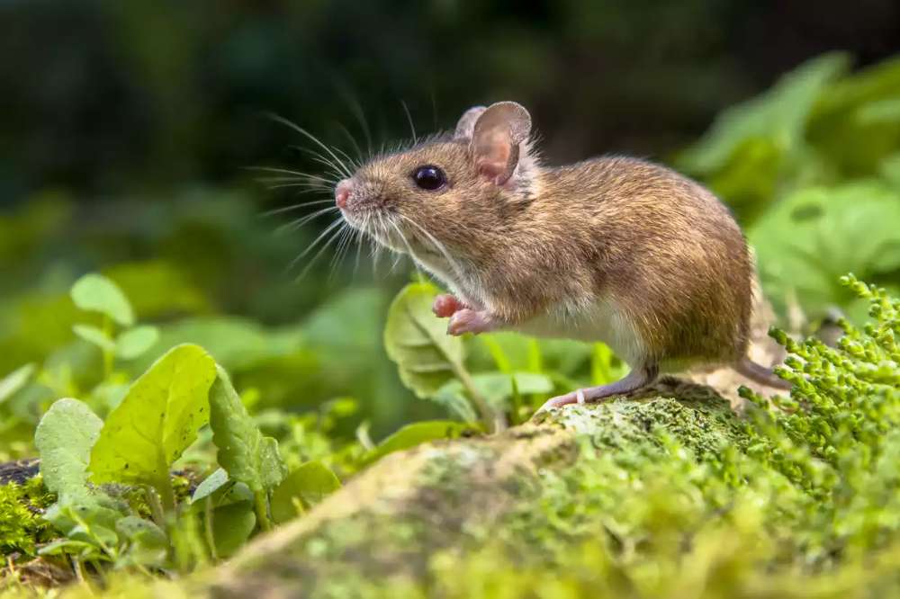 mysz mysz mysz puzzle online ze zdjęcia