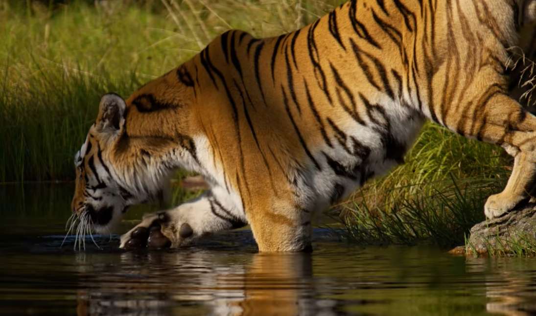 Tygrys w wodzie puzzle ze zdjęcia