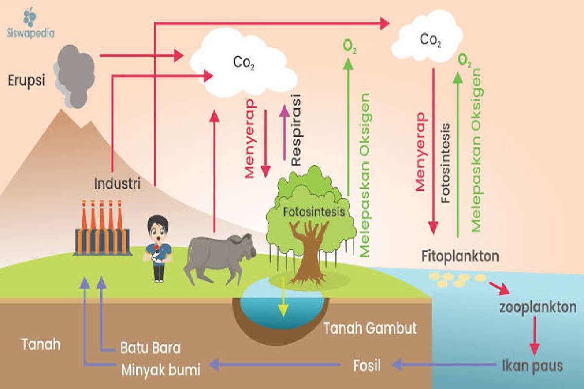 Daur Biogeokimia oksigen puzzle online ze zdjęcia