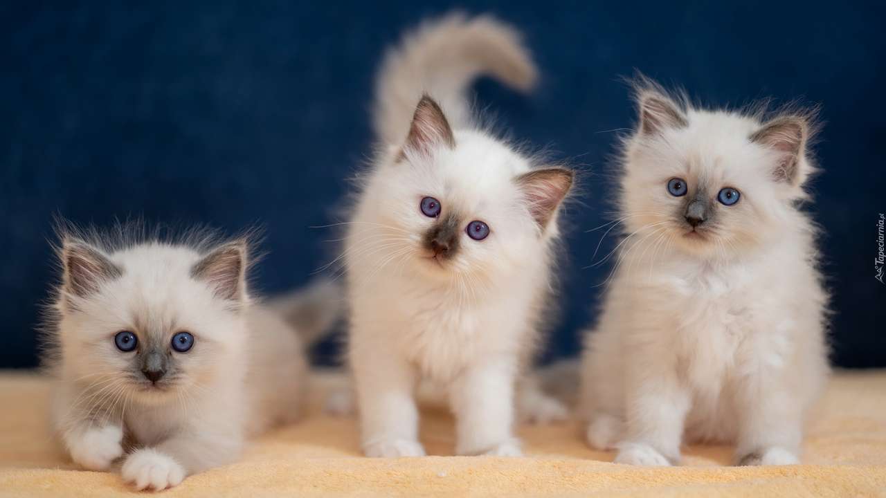 Trzy małe koty puzzle online