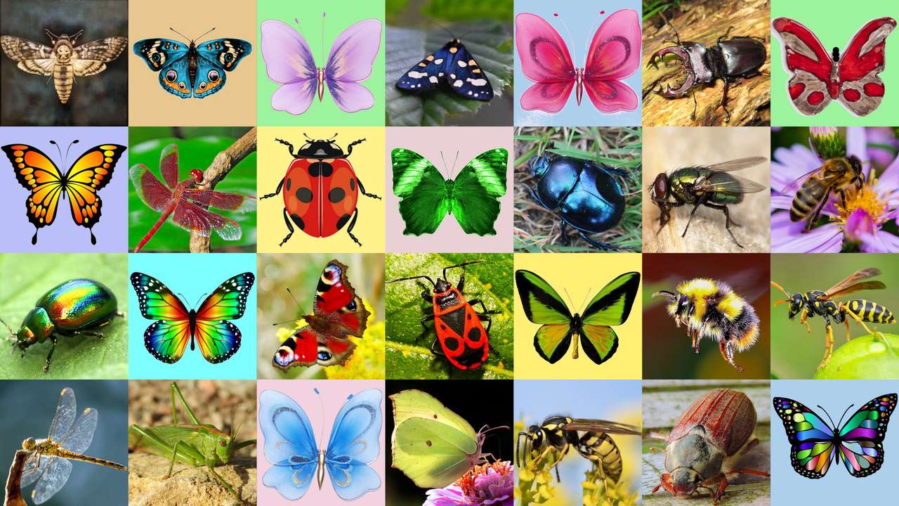 Owady owady puzzle ze zdjęcia