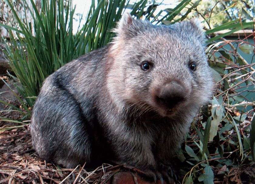 Wombat włochaty puzzle online ze zdjęcia