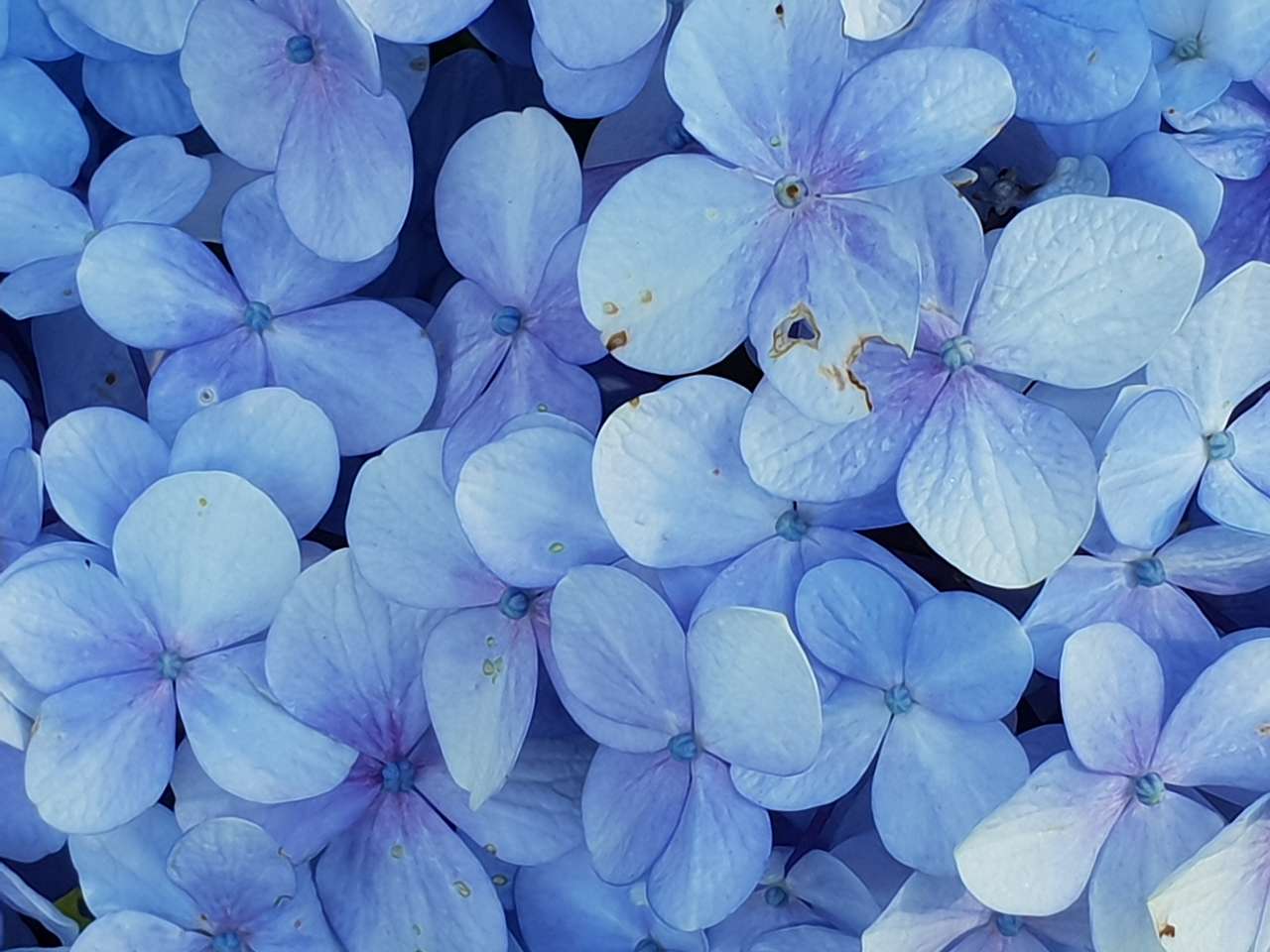 Niebieski kwiat puzzle online ze zdjęcia