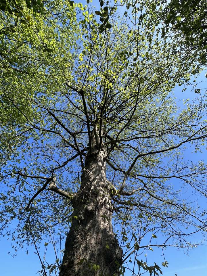 Drzewo żołędzi puzzle online ze zdjęcia