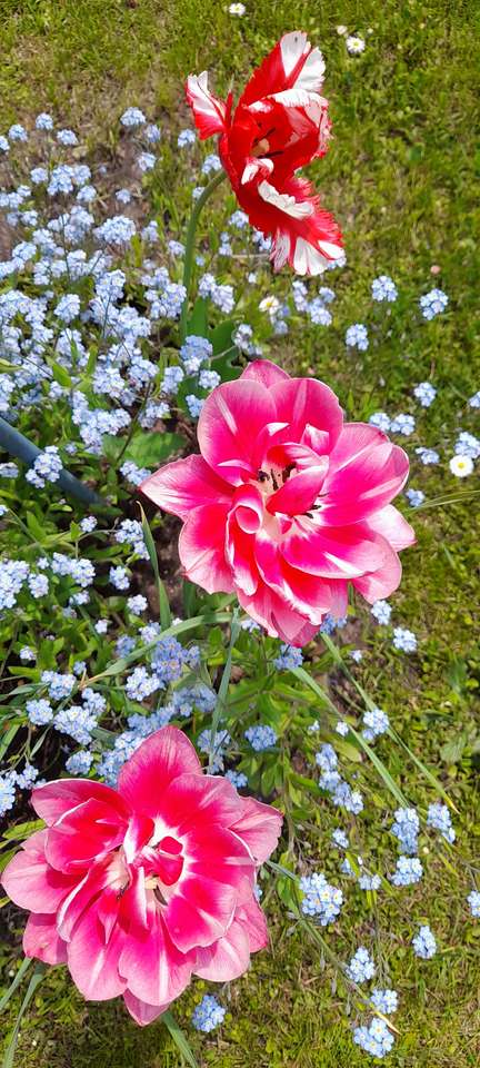 Tulipany i niezapominajki puzzle online