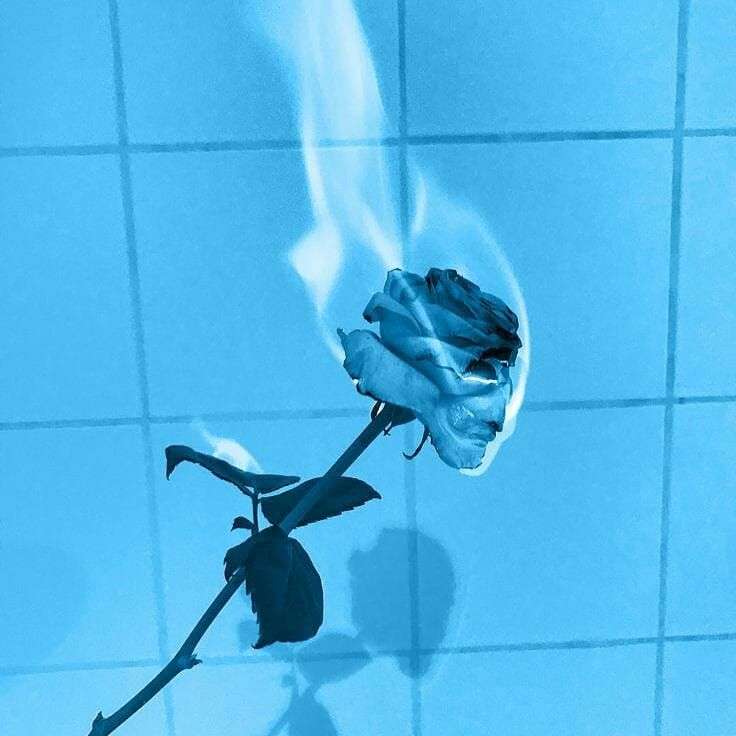 płonąca niebieska róża puzzle online