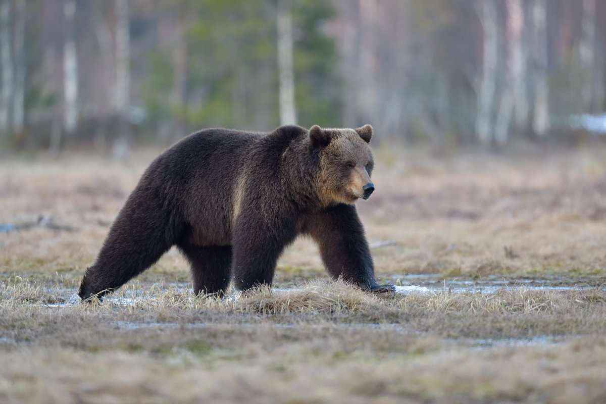 Niedźwiedź brunatny w rezerwacie Barguzinsky puzzle online ze zdjęcia