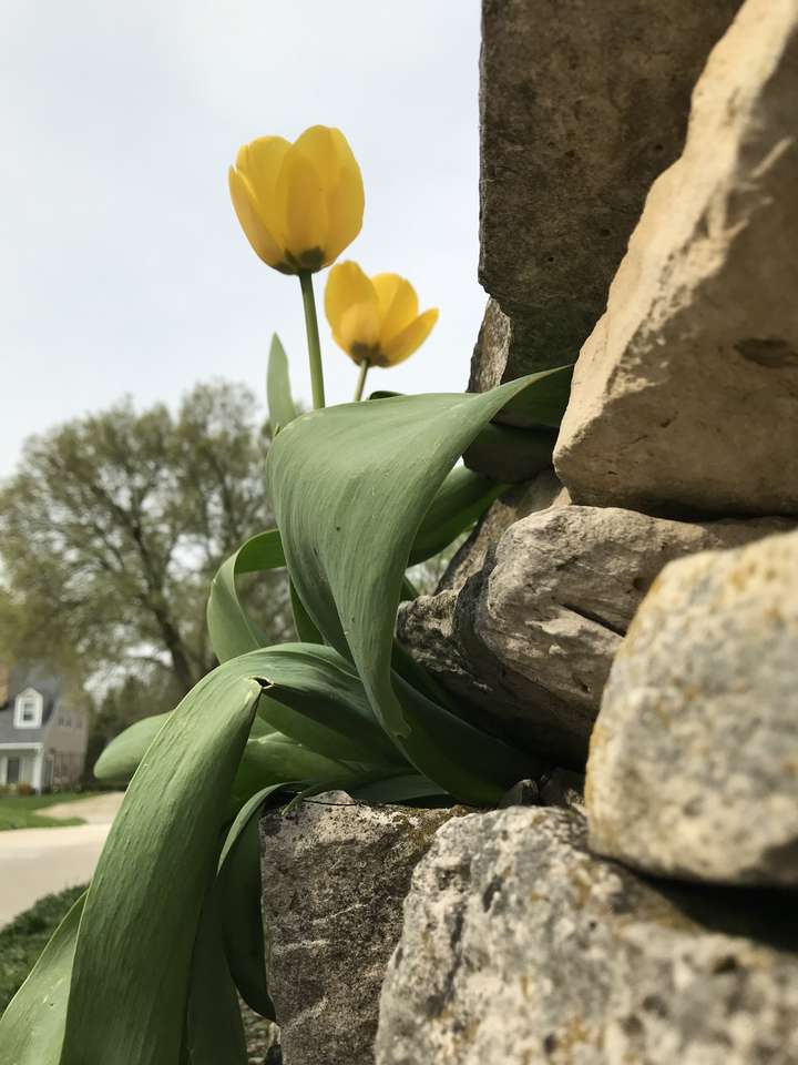 Tulipan rosnący w ścianie puzzle online ze zdjęcia