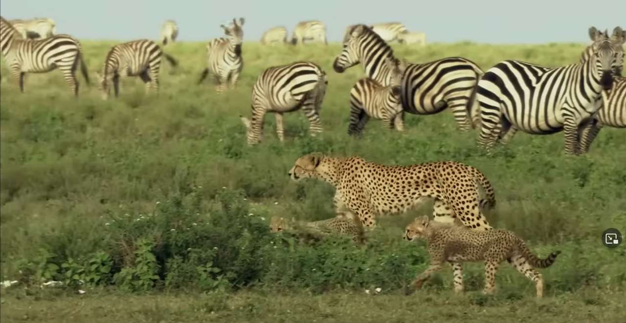 Gepard wśród zebry puzzle