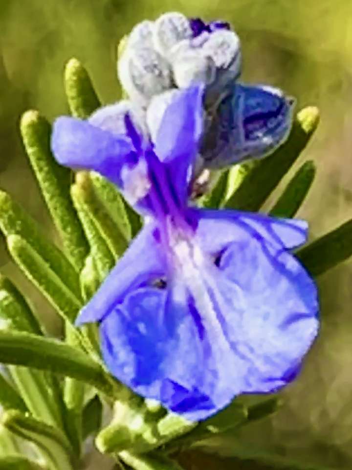 fioletowy kwiat puzzle online ze zdjęcia