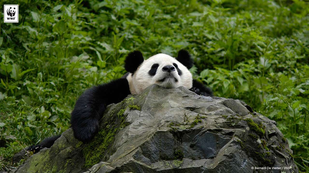 WWF Panda puzzle online ze zdjęcia