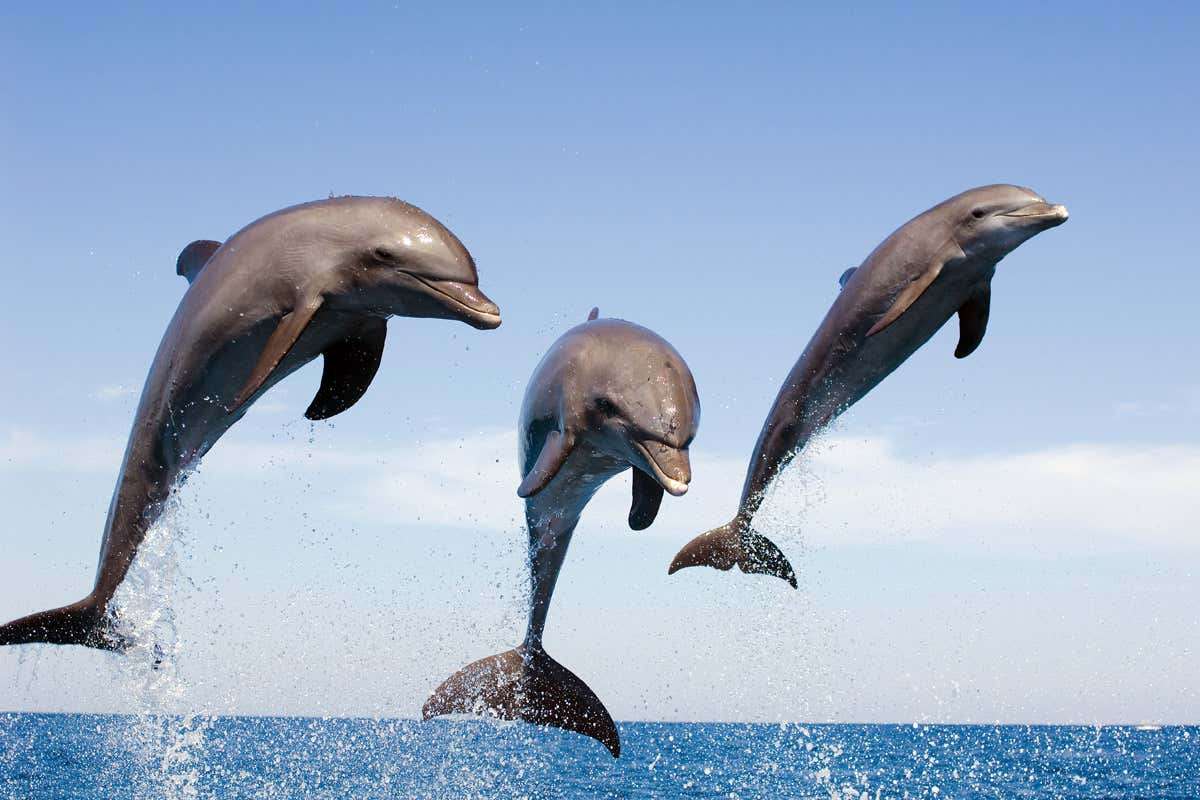 tre delfini puzzle online