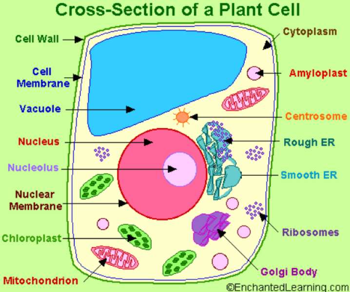 Układanka komórek roślinnych puzzle online