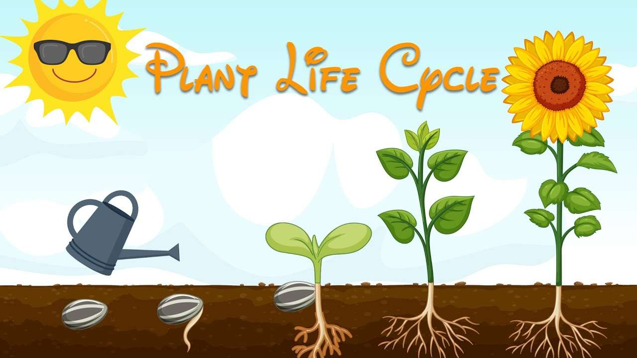 Cykl życia roślin puzzle online ze zdjęcia