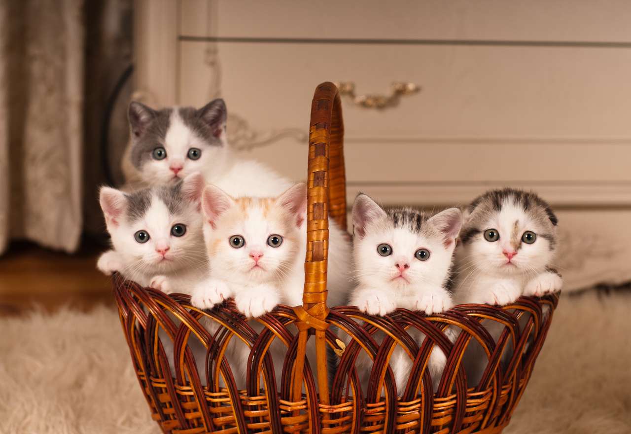 Kotki w koszyku puzzle online ze zdjęcia