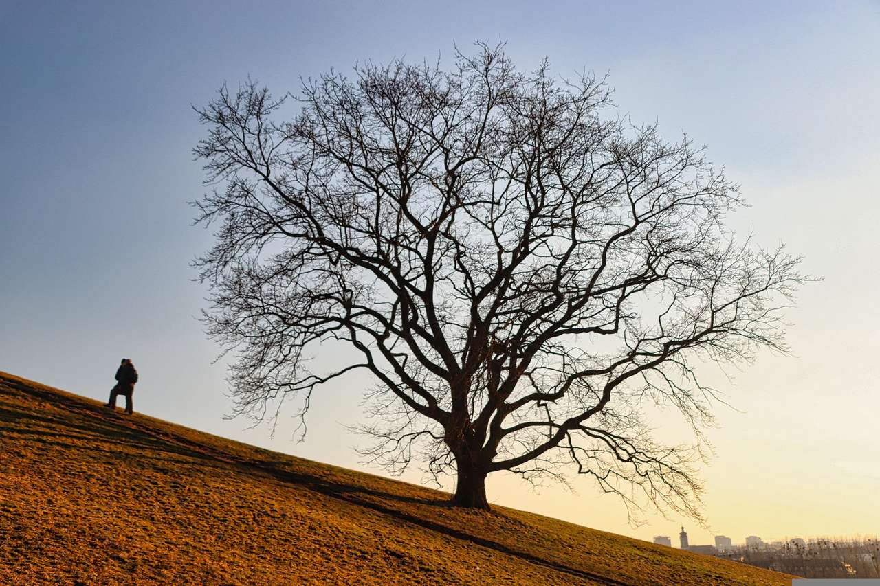 Drzewo na wzgórzu puzzle online ze zdjęcia