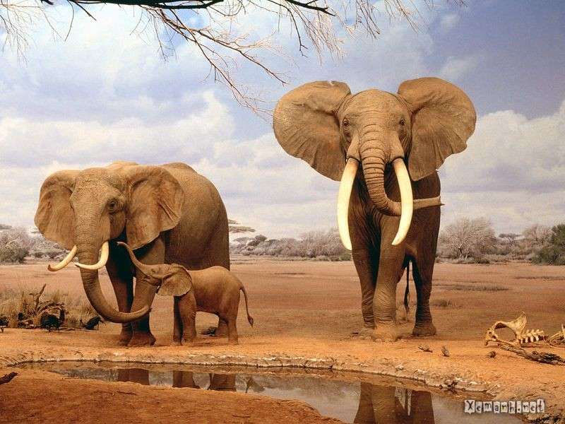 Słonie puzzle online ze zdjęcia