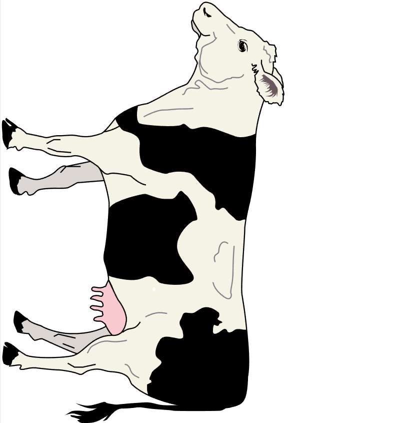 Kreskówka krowy puzzle online