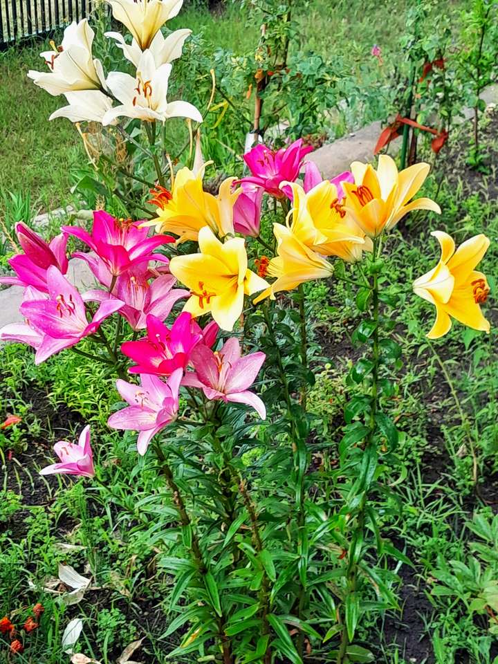 Kwitnące lilie puzzle online ze zdjęcia