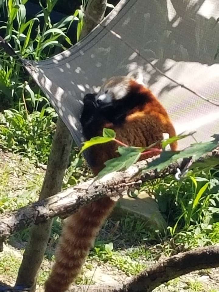 Śpiąca czerwona panda puzzle ze zdjęcia