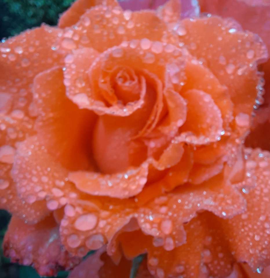 Róża w deszczu puzzle online