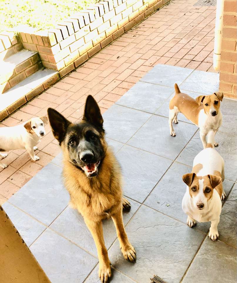 Psy rodzinne puzzle online ze zdjęcia