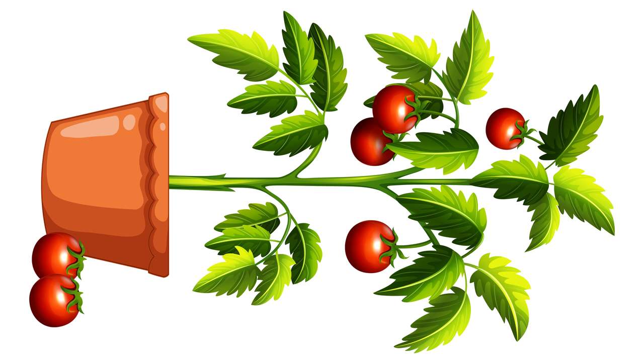 Roślina pomidora puzzle online