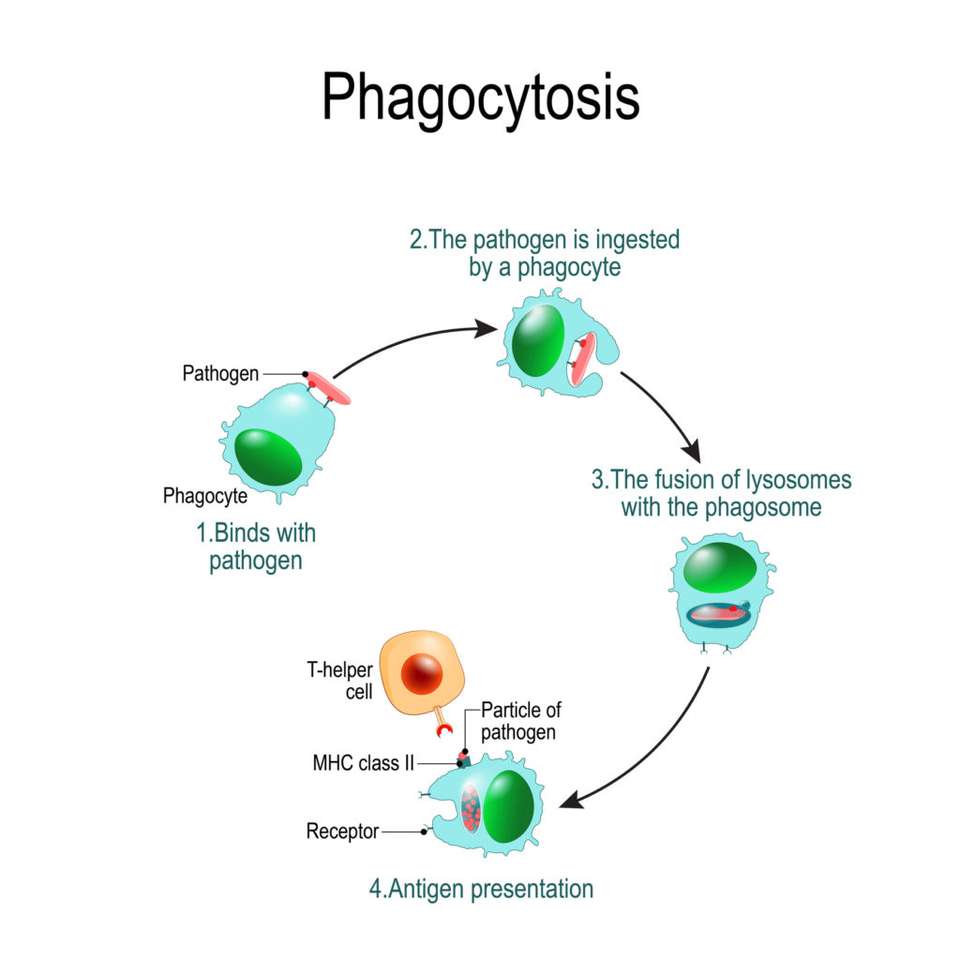 Fagocytoza puzzle online