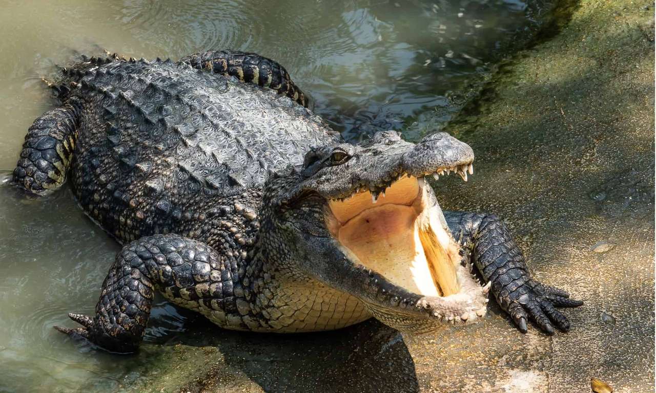Krokodyl puzzle online ze zdjęcia