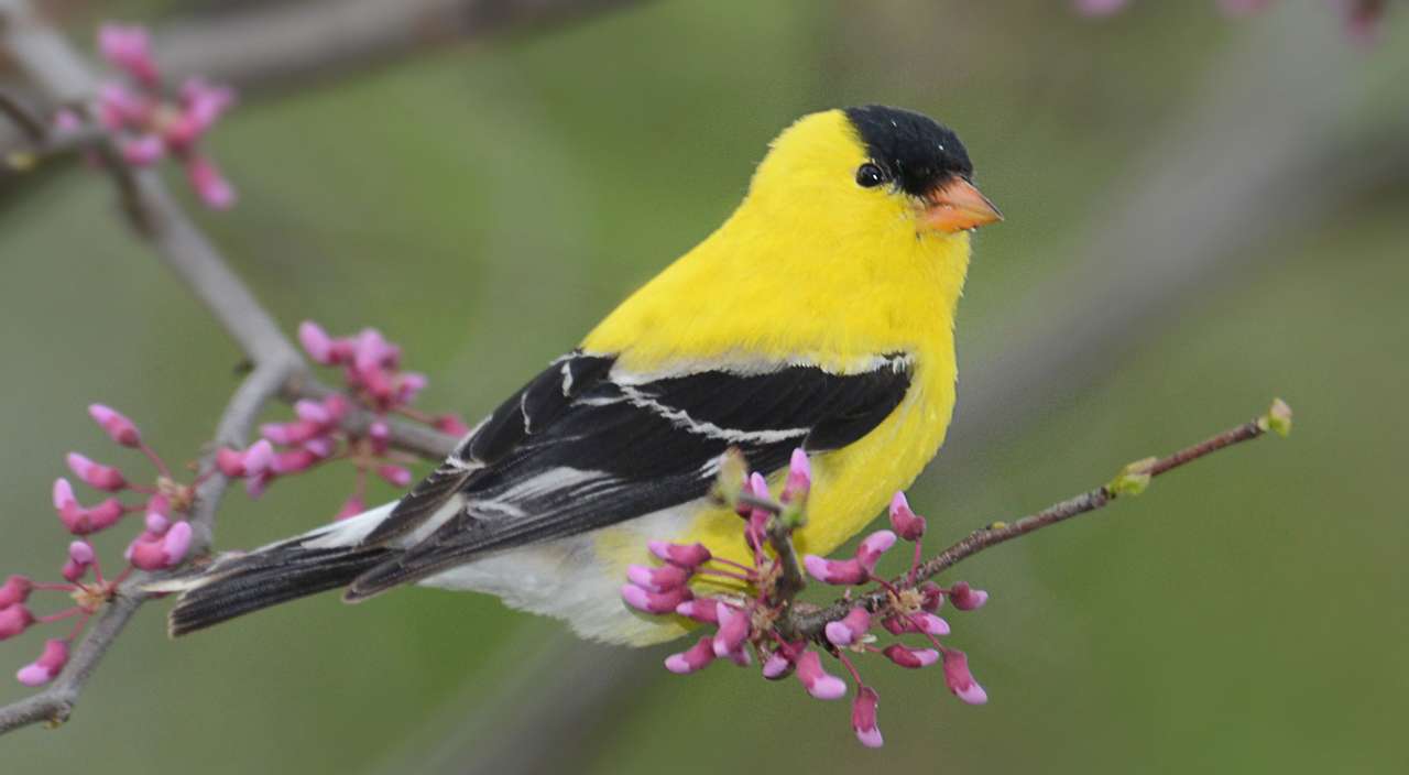Żółty i Czarny Ptak puzzle online
