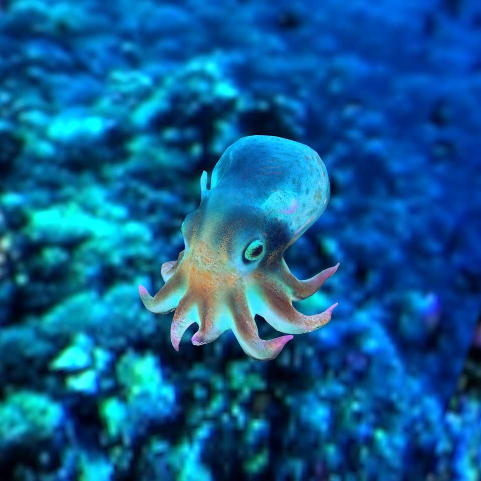 Octopuss puzzle online ze zdjęcia