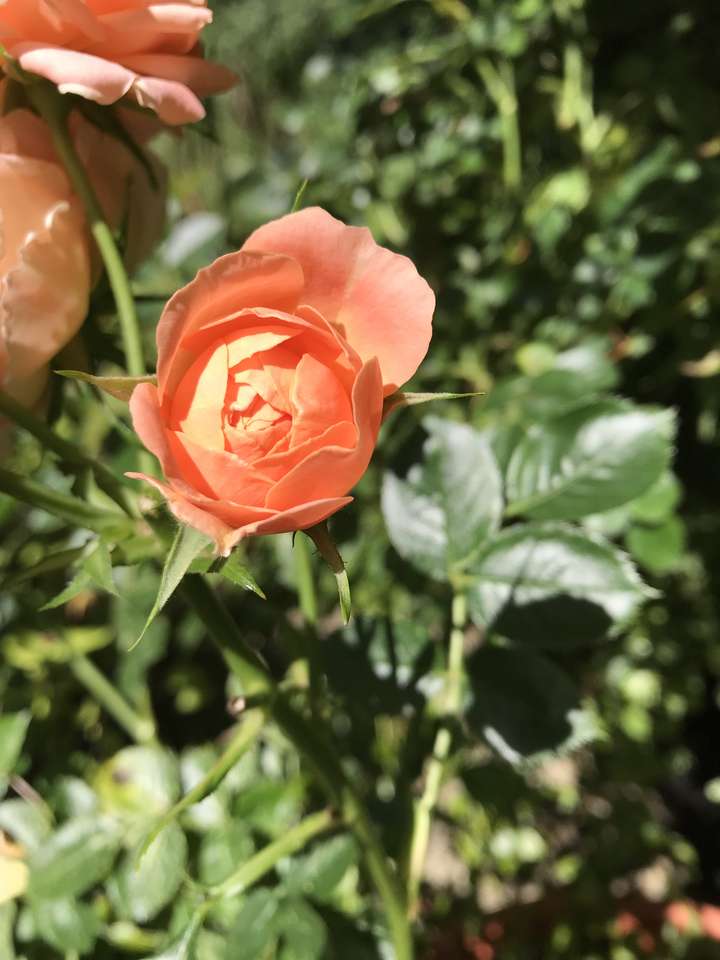 Pojedyncza róża puzzle online ze zdjęcia