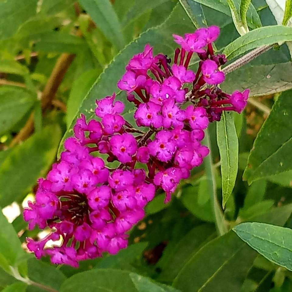 Kwiat letni lipcowy i sierpniowy puzzle online ze zdjęcia