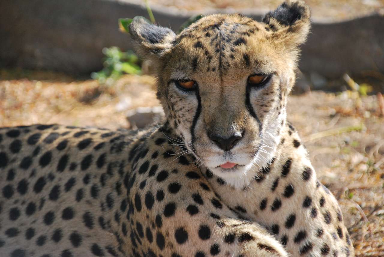 gepard do Namibii puzzle online ze zdjęcia