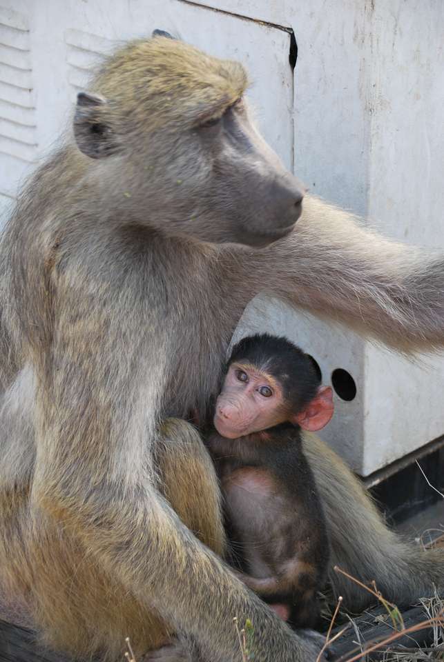 małpa z rodziną puzzle online ze zdjęcia