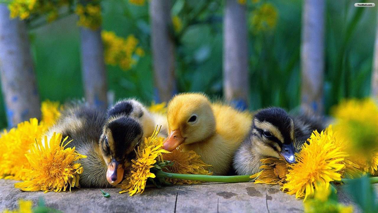 Małe słodkie kaczki. puzzle online