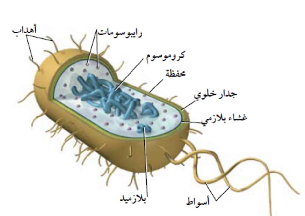 مكونات البكتيريا/لمار اول ثانوي puzzle online ze zdjęcia