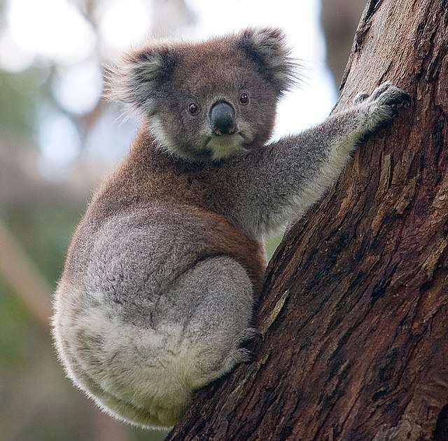 Koala Hayvanı puzzle online ze zdjęcia