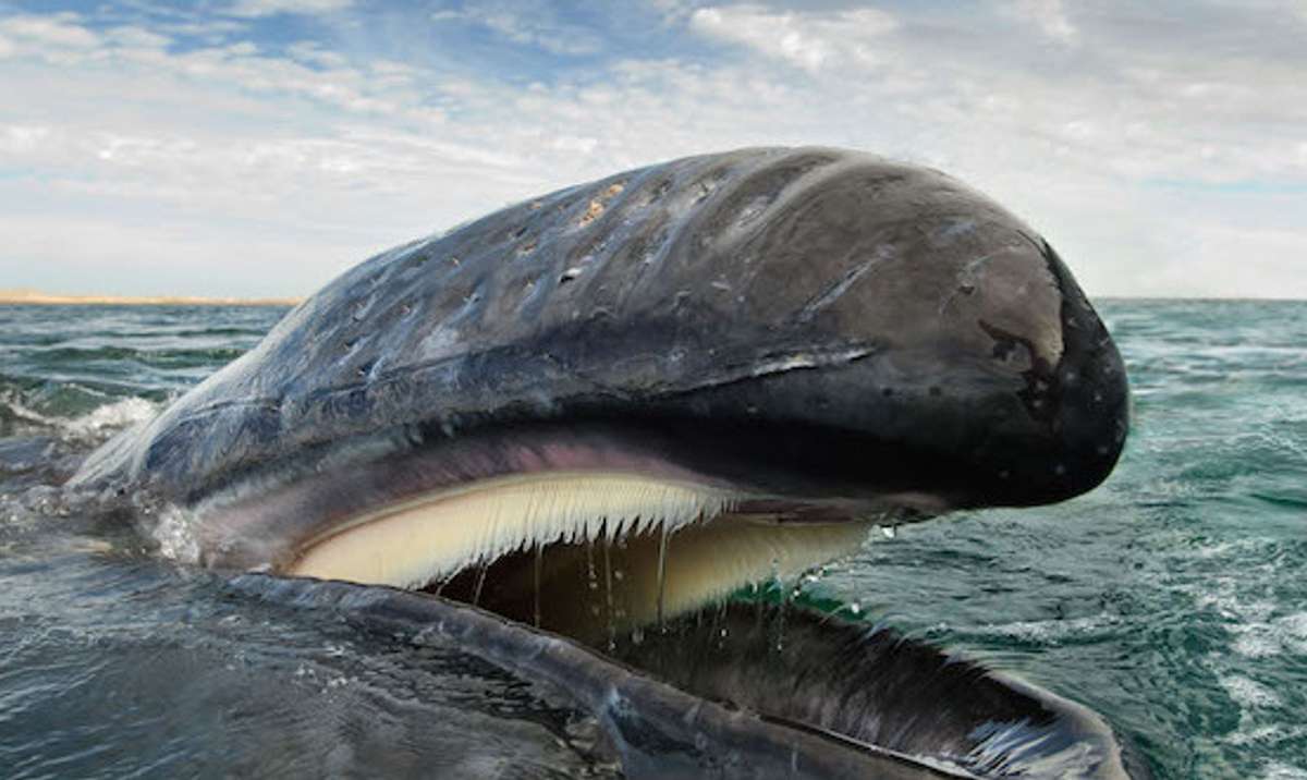 układanka wieloryb w wodzie. puzzle online ze zdjęcia