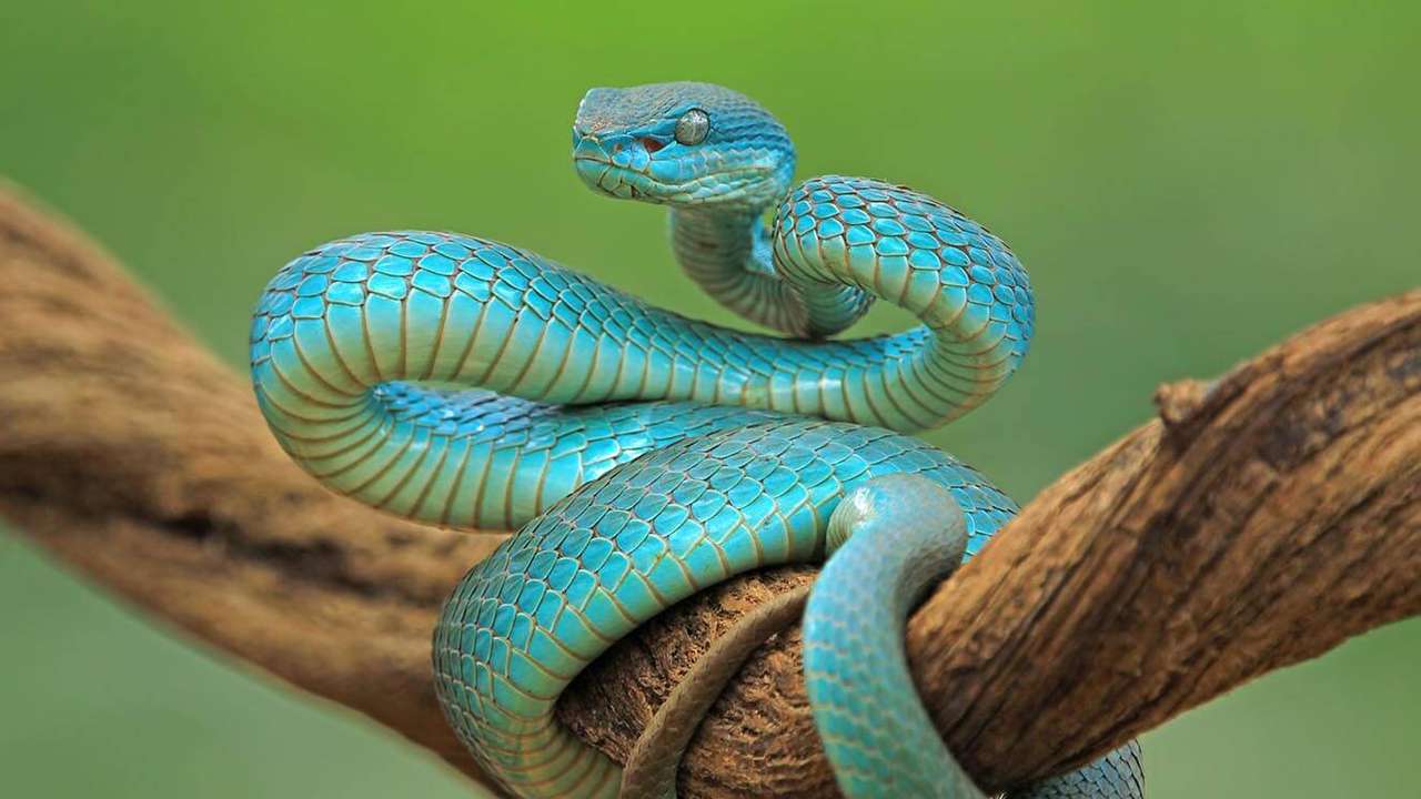 Wąż niebieski puzzle online