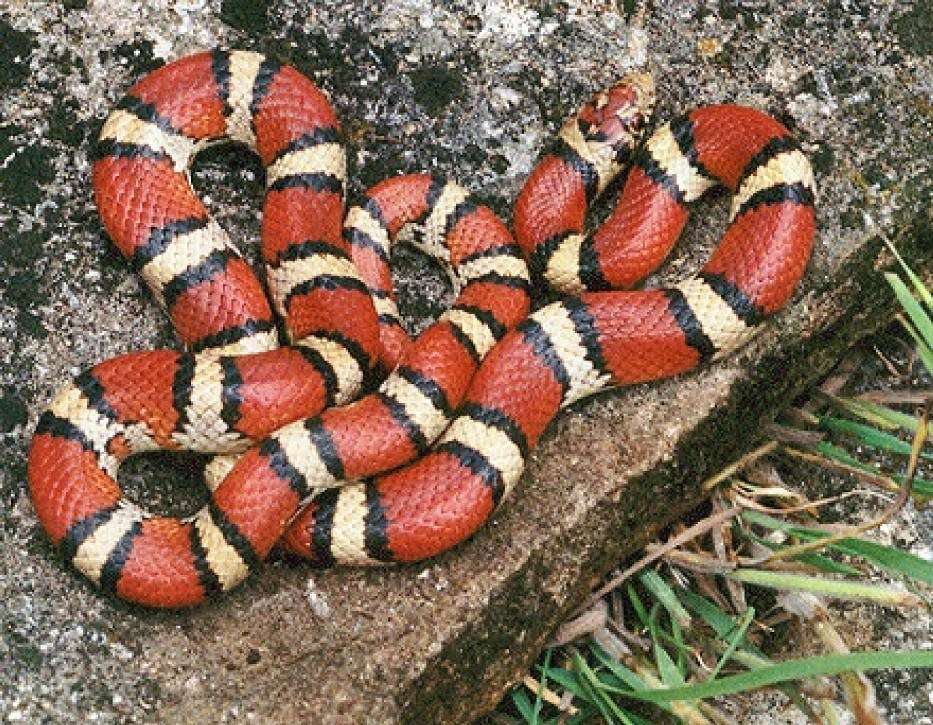 Kolorowy wąż puzzle online ze zdjęcia