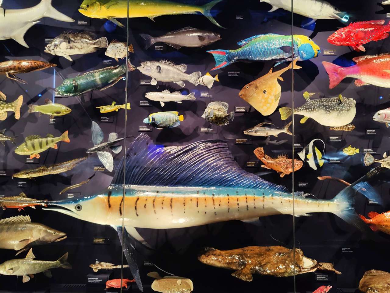 Ryby w Muzeum Narodowym w Pradze puzzle online ze zdjęcia