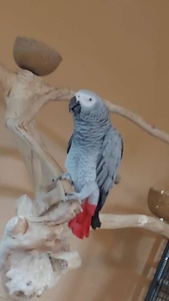 Moja papuga puzzle online ze zdjęcia