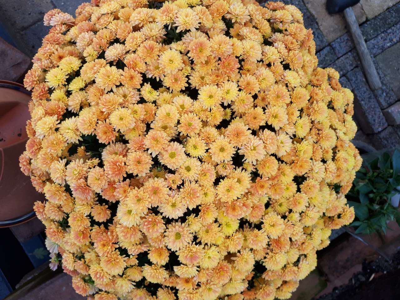 Kwiaty w rozkwicie puzzle online ze zdjęcia