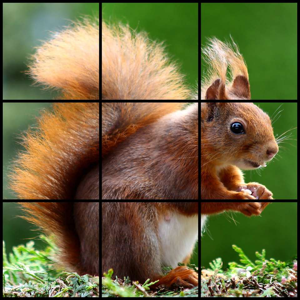 jesienna wiewiórka puzzle online