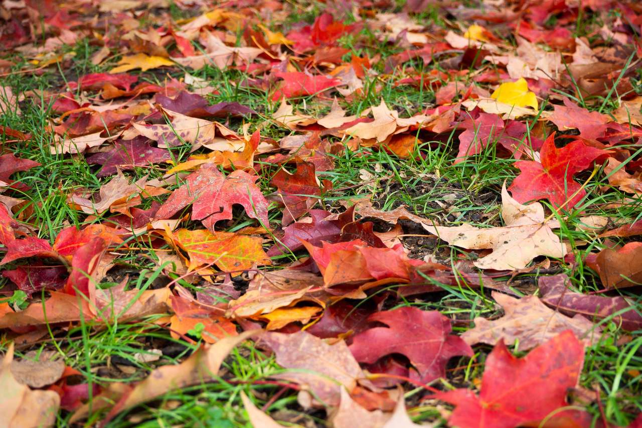 Liście jesienią puzzle online ze zdjęcia