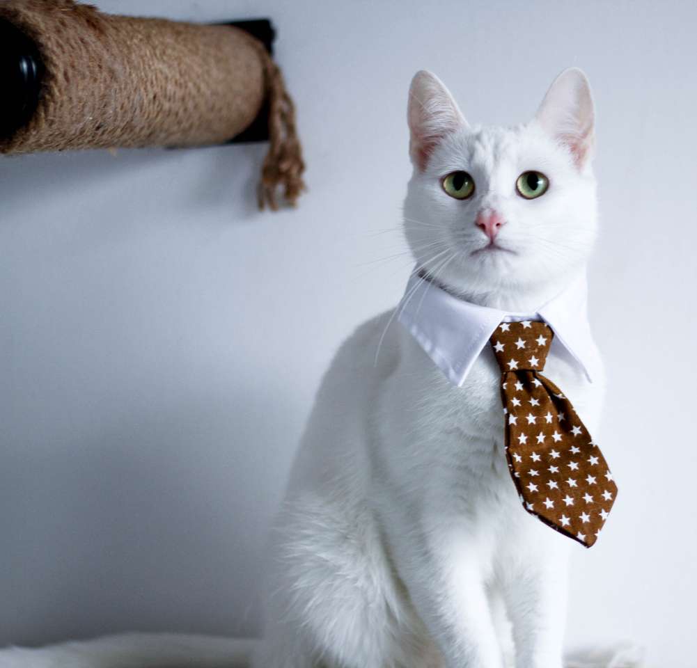 Biznesowy kot puzzle online ze zdjęcia