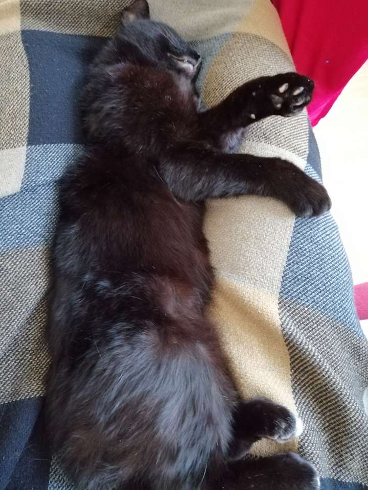 Czarny kot śpi puzzle online ze zdjęcia