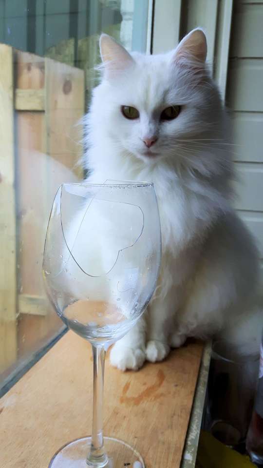 Kot rozbija szkło na kształt serca w Walentynki! puzzle online
