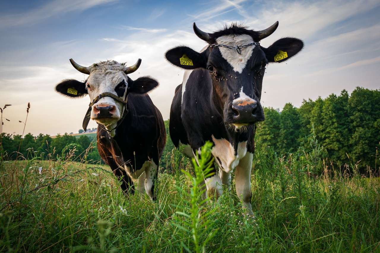 Dwie ciekawskie krowy puzzle online ze zdjęcia